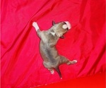 Small #3 American Bully