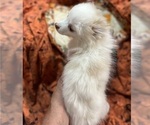 Small Photo #22 Pomsky Puppy For Sale in GOLDEN VALLEY, AZ, USA