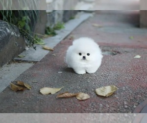 Pomeranian Puppy for sale in LOVELY, KY, USA
