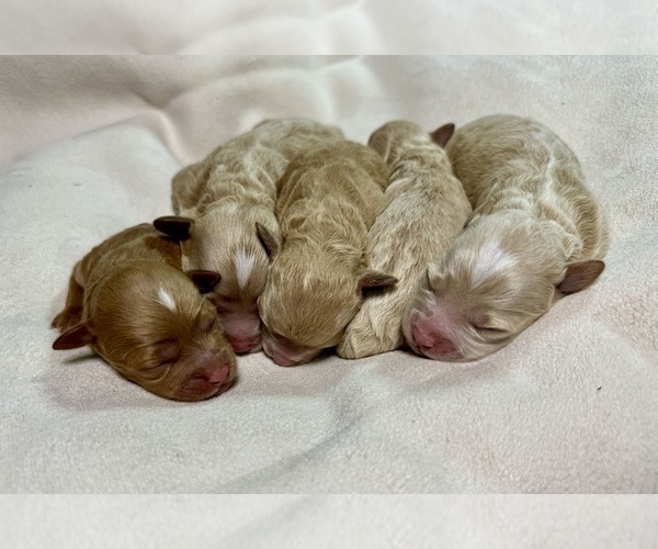 Medium Photo #28 Goldendoodle (Miniature) Puppy For Sale in HALTOM CITY, TX, USA