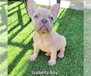 French Bulldog Puppy for sale in LAS VEGAS, NV, USA
