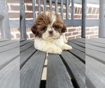 Small #1 Shih Tzu