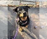 Small #14 Rottweiler