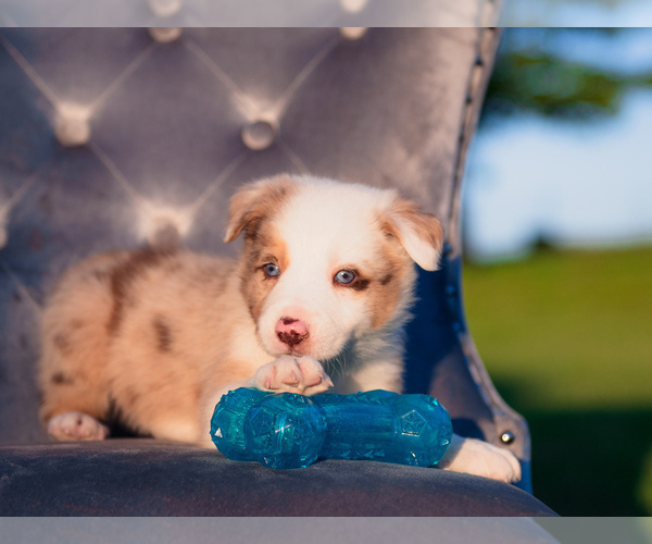 Medium Photo #20 Border Collie Puppy For Sale in STRAFFORD, MO, USA