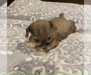 Schnauzer (Miniature) Puppy for sale in BARSTOW, CA, USA