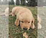 Puppy Roofus Golden Retriever