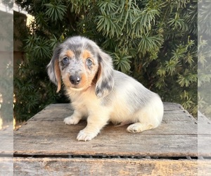 Dachshund Puppy for sale in MIDDLEBURY, IN, USA