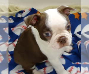 Medium Boston Terrier