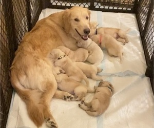 Mother of the Golden Retriever puppies born on 07/03/2022