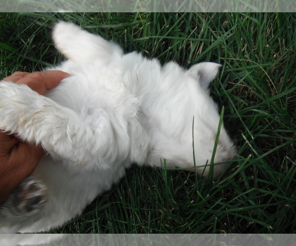 Medium Photo #12 Coton de Tulear Puppy For Sale in COLUMBIA, MO, USA