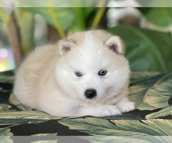 Full screen Photo #3 Pomsky-Siberian Husky Mix Puppy For Sale in WINDERMERE, FL, USA