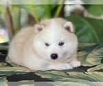 Small Photo #3 Pomsky-Siberian Husky Mix Puppy For Sale in WINDERMERE, FL, USA