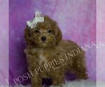 Small Photo #27 Maltipoo (Miniature) Puppy For Sale in WARSAW, IN, USA