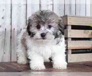 Zuchon Puppy for sale in MOUNT VERNON, OH, USA