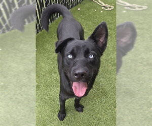 CASTOR - Male Labsky Dog for Adoption