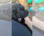 Small Photo #4 Aussiedoodle Puppy For Sale in LONGVIEW, WA, USA