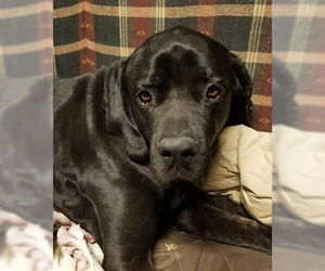 Tiana - Female Brazilian Mastiff Dog for Adoption - Photo #3