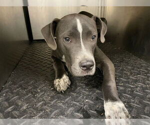 American Pit Bull Terrier Dogs for adoption in Lee's Summit, MO, USA