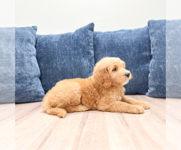 Medium Photo #4 Goldendoodle (Miniature) Puppy For Sale in MILLERSBURG, OH, USA
