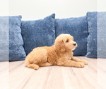 Small #3 Goldendoodle (Miniature)