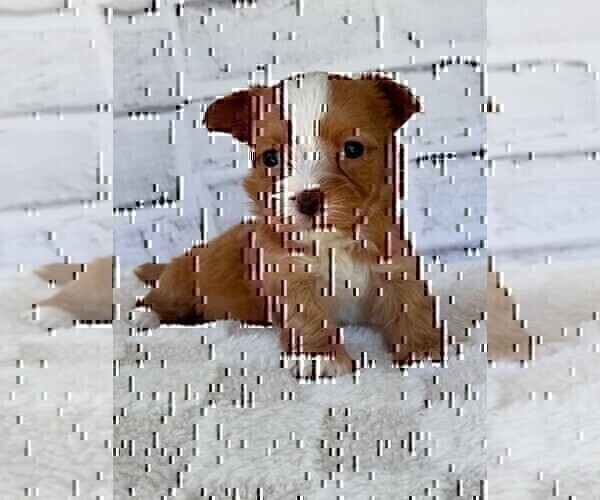 Medium Photo #11 Morkie Puppy For Sale in WEST PALM BEACH, FL, USA