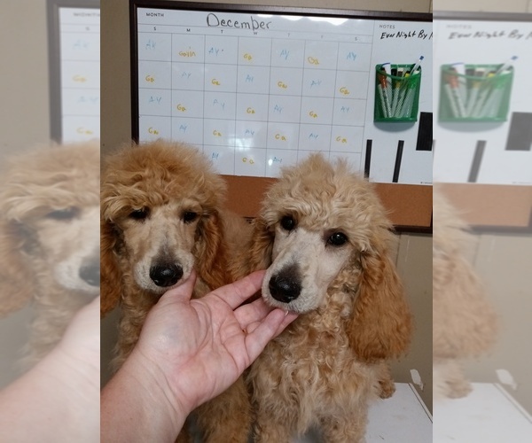 Medium Photo #1 Poodle (Standard) Puppy For Sale in DUNNELLON, FL, USA
