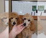 Small Photo #1 Poodle (Standard) Puppy For Sale in DUNNELLON, FL, USA
