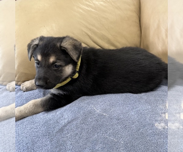 Medium Photo #51 German Shepherd Dog Puppy For Sale in BRIGHTON, CO, USA