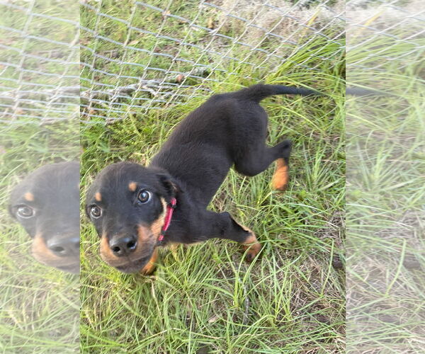 Medium Photo #5 Mutt Puppy For Sale in White Hall, AR, USA