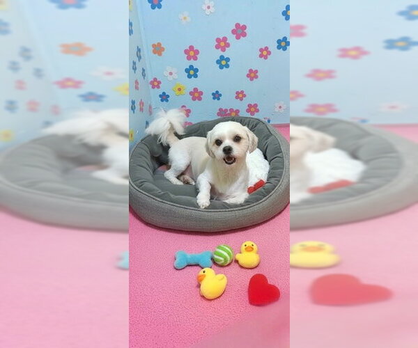 Medium Photo #2 Zuchon Puppy For Sale in Weston, FL, USA
