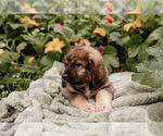 Small Photo #3 Bernese Mountain Dog-Caucasian Shepherd Dog Mix Puppy For Sale in STEVENS, PA, USA