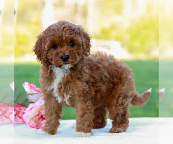 Medium Photo #4 Cavapoo (Miniature) Puppy For Sale in LITITZ, PA, USA