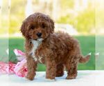 Small #3 Cavapoo (Miniature)