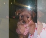 Small Photo #1 Yorkshire Terrier Puppy For Sale in JOHNSON CITY, TN, USA