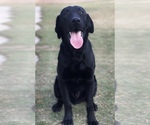 Small Photo #1 Labrador Retriever Puppy For Sale in CORONA, CA, USA