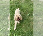 Small Photo #1 Cockapoo (Miniature) Puppy For Sale in MIDDLEBURY, IN, USA