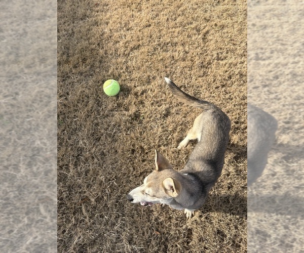 Medium Photo #7 Gerberian Shepsky Puppy For Sale in CHARLOTTE, NC, USA