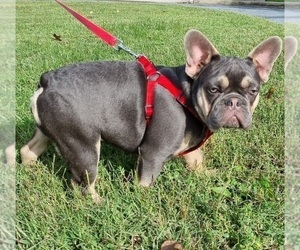 French Bulldog Puppy for sale in GAITHERSBURG, MD, USA
