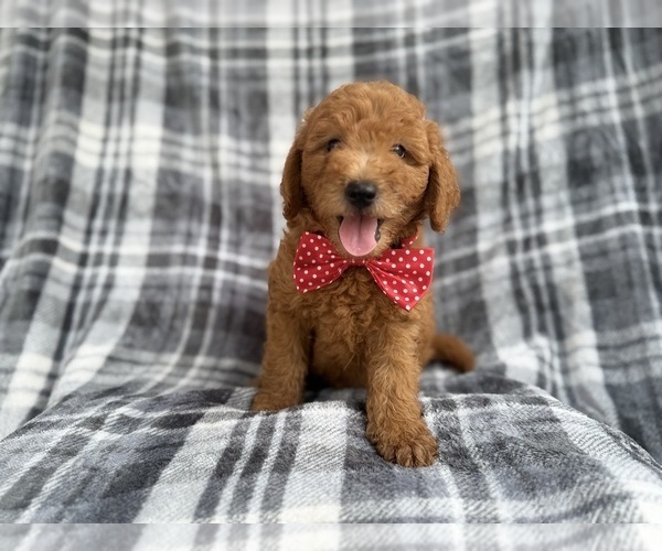 Medium Photo #1 Goldendoodle (Miniature) Puppy For Sale in LAKELAND, FL, USA