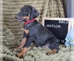 Small #2 Doberman Pinscher
