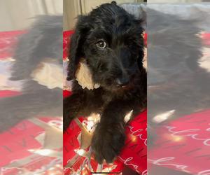 Goldendoodle Puppy for sale in MELISSA, TX, USA