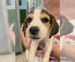 Small #1 Coonhound