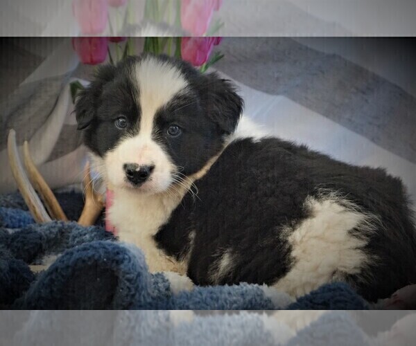 Medium Photo #1 Border Collie Puppy For Sale in LUBLIN, WI, USA