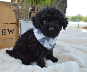 Poodle (Miniature) Puppy for sale in HONEY BROOK, PA, USA