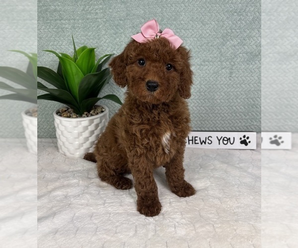 Medium Photo #1 Goldendoodle (Miniature) Puppy For Sale in GREENFIELD, IN, USA