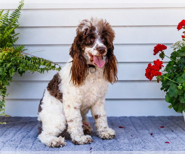Medium Photo #2 Cockapoo Puppy For Sale in WAKARUSA, IN, USA