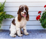 Small #1 Cockapoo