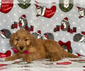 Goldendoodle (Miniature) Puppy for sale in LANCASTER, PA, USA