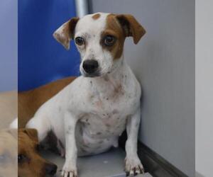 Mutt Dogs for adoption in San Antonio, TX, USA