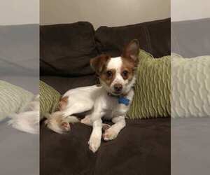 Papillon-Unknown Mix Dogs for adoption in ATL, GA, USA